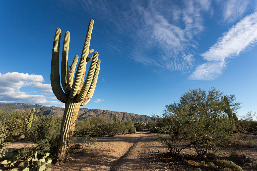 10-21 - 10.jpg - Saguaro National Park, East Part